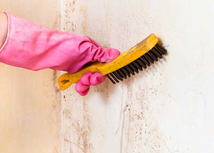 Mold Removal Company Aurora CO