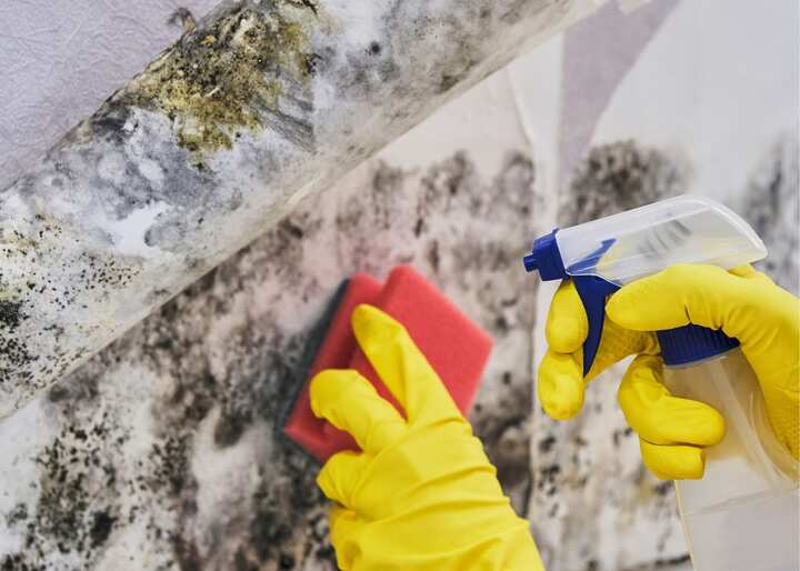 Mold Removal Company Aurora CO