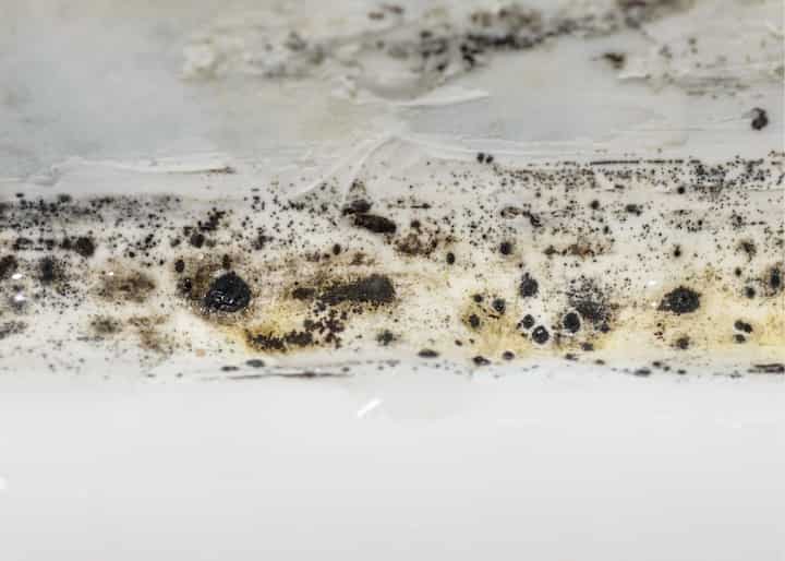 Mold Removal Company Aurora CO
