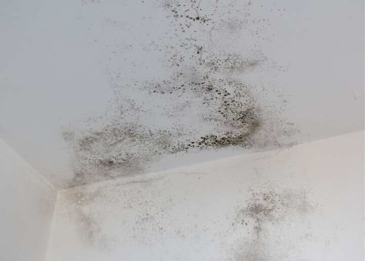 Mold Removal Company Aurora CO