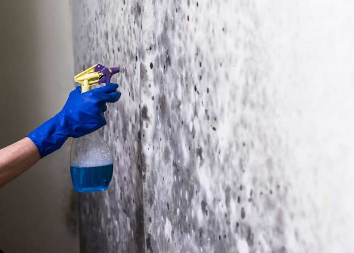 Mold Removal Company Aurora CO