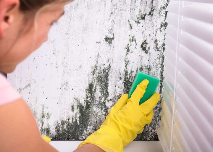 Mold Removal Company Aurora CO
