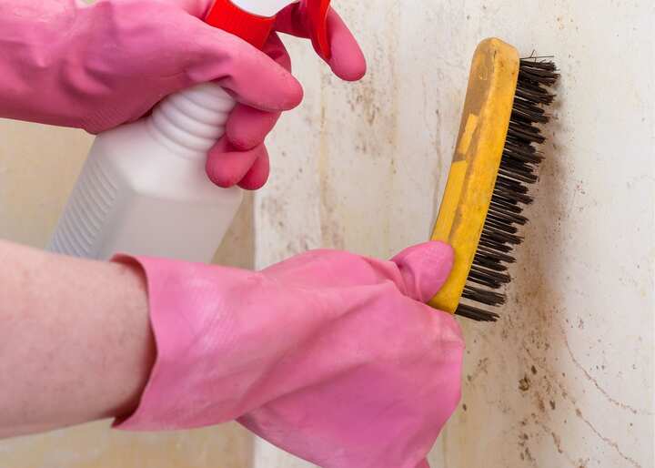 Mold Removal Company Aurora CO